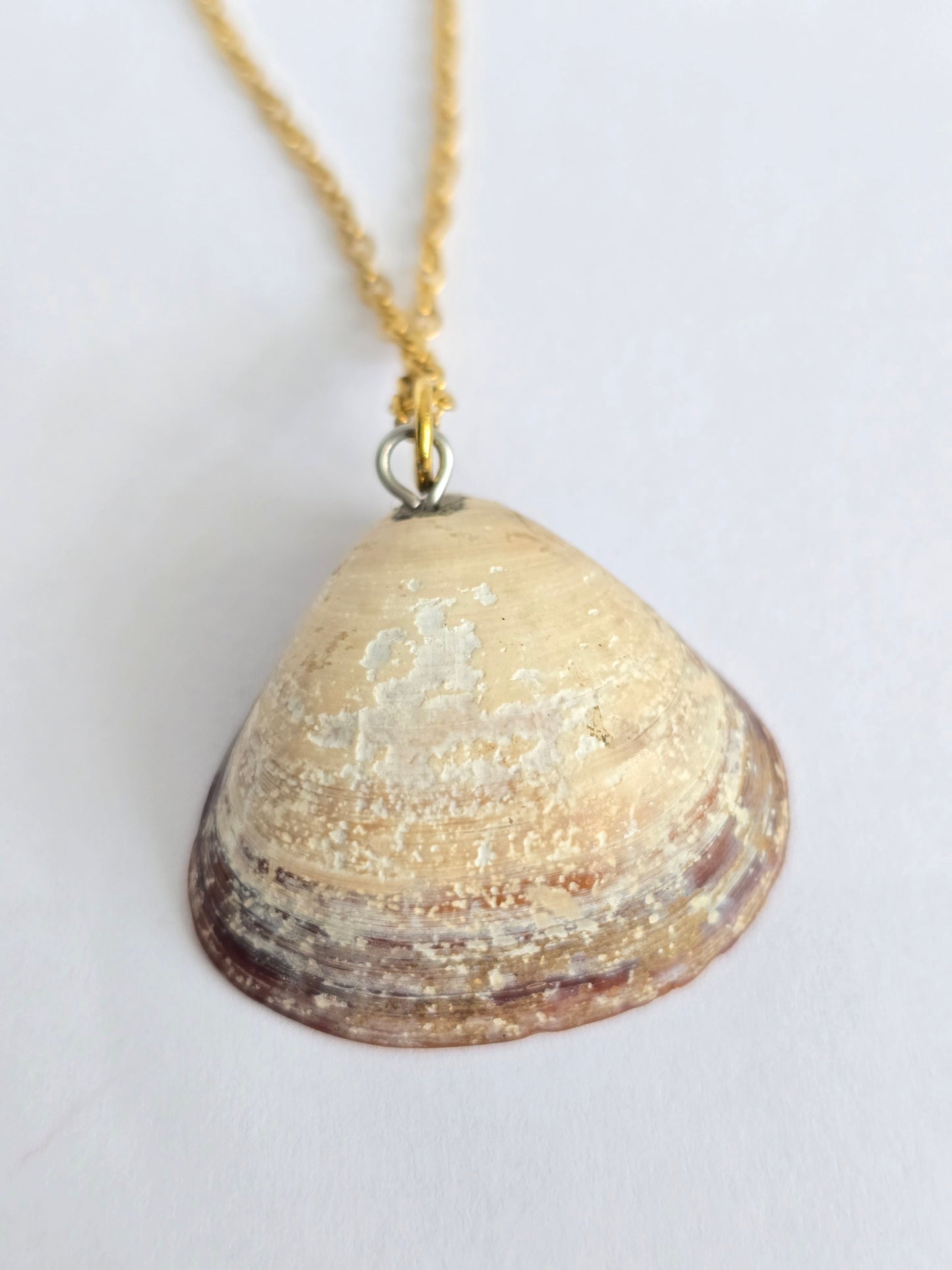 Beach Shell